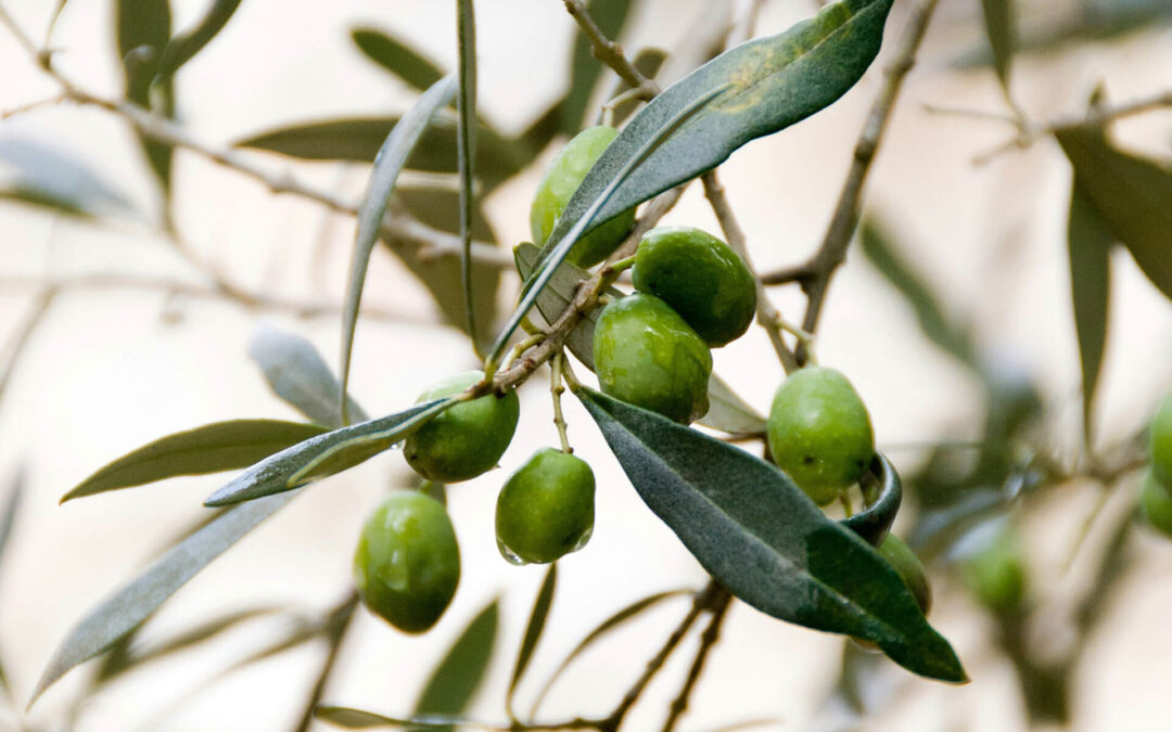 Cosméticos con aceite de oliva para embarazadas